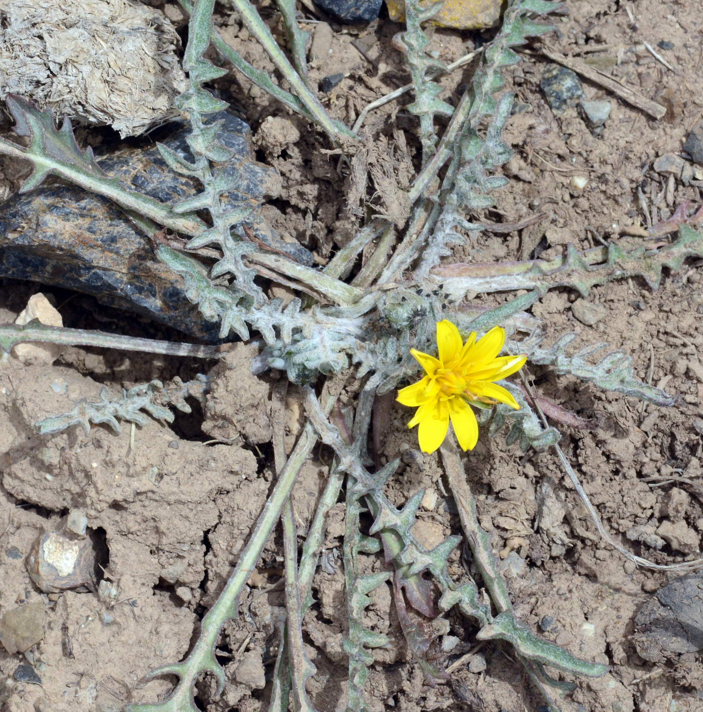 Image of genus Taraxacum specimen.