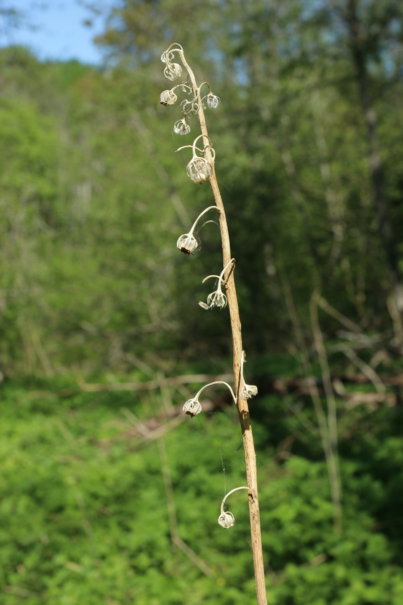 Image of Campanula latifolia specimen.