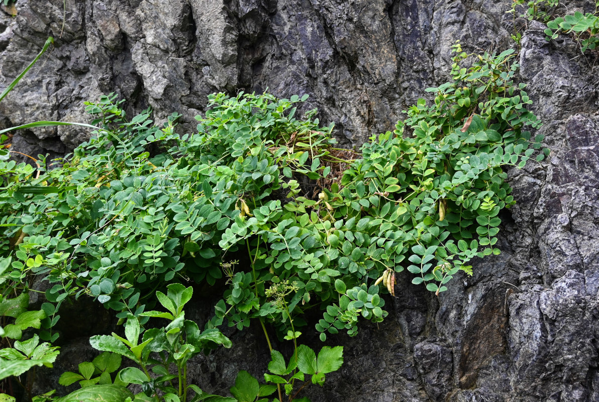 Image of Lathyrus japonicus specimen.