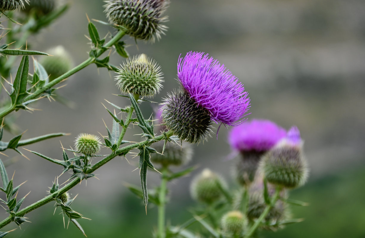 Изображение особи Cirsium ciliatum.