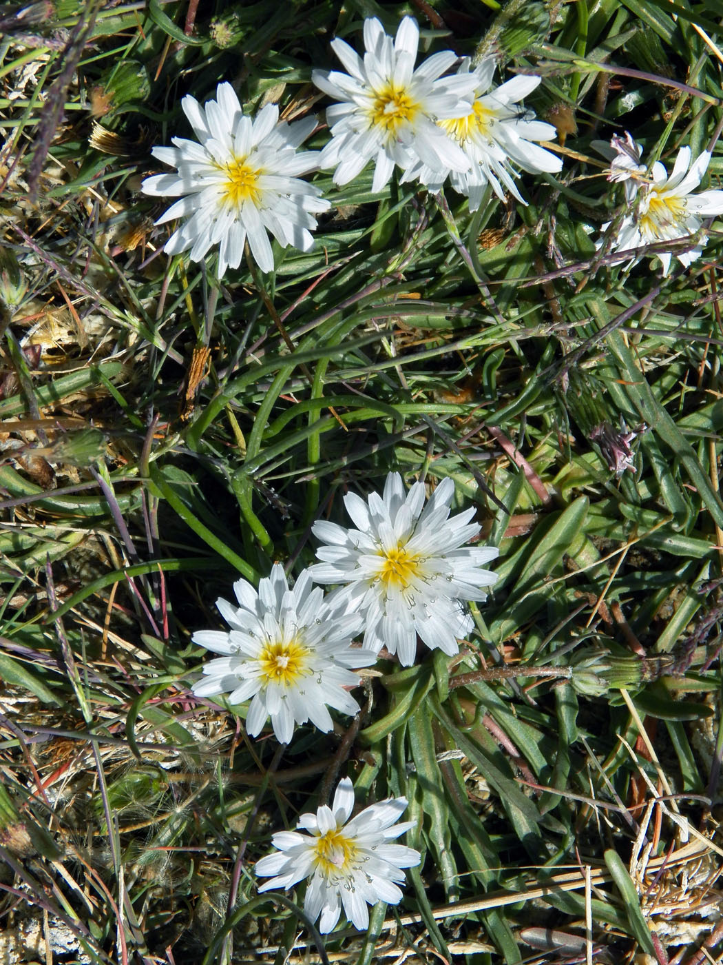 Image of Taraxacum leucanthum specimen.