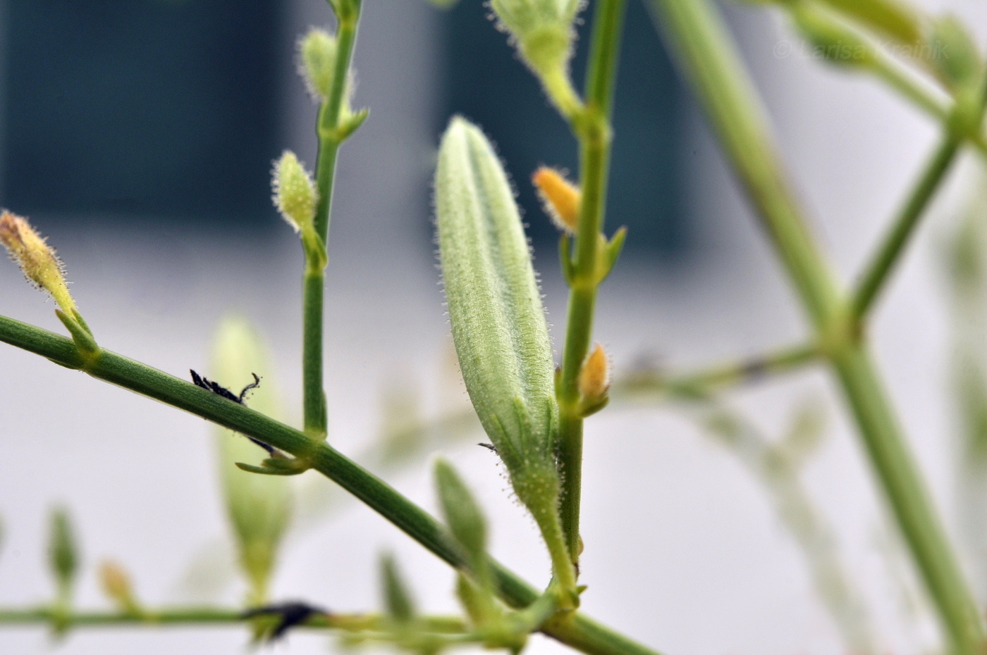 Изображение особи Andrographis paniculata.