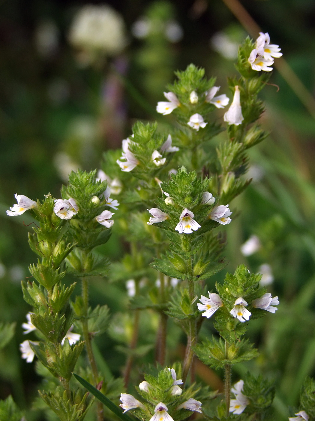 Image of Euphrasia hirtella specimen.