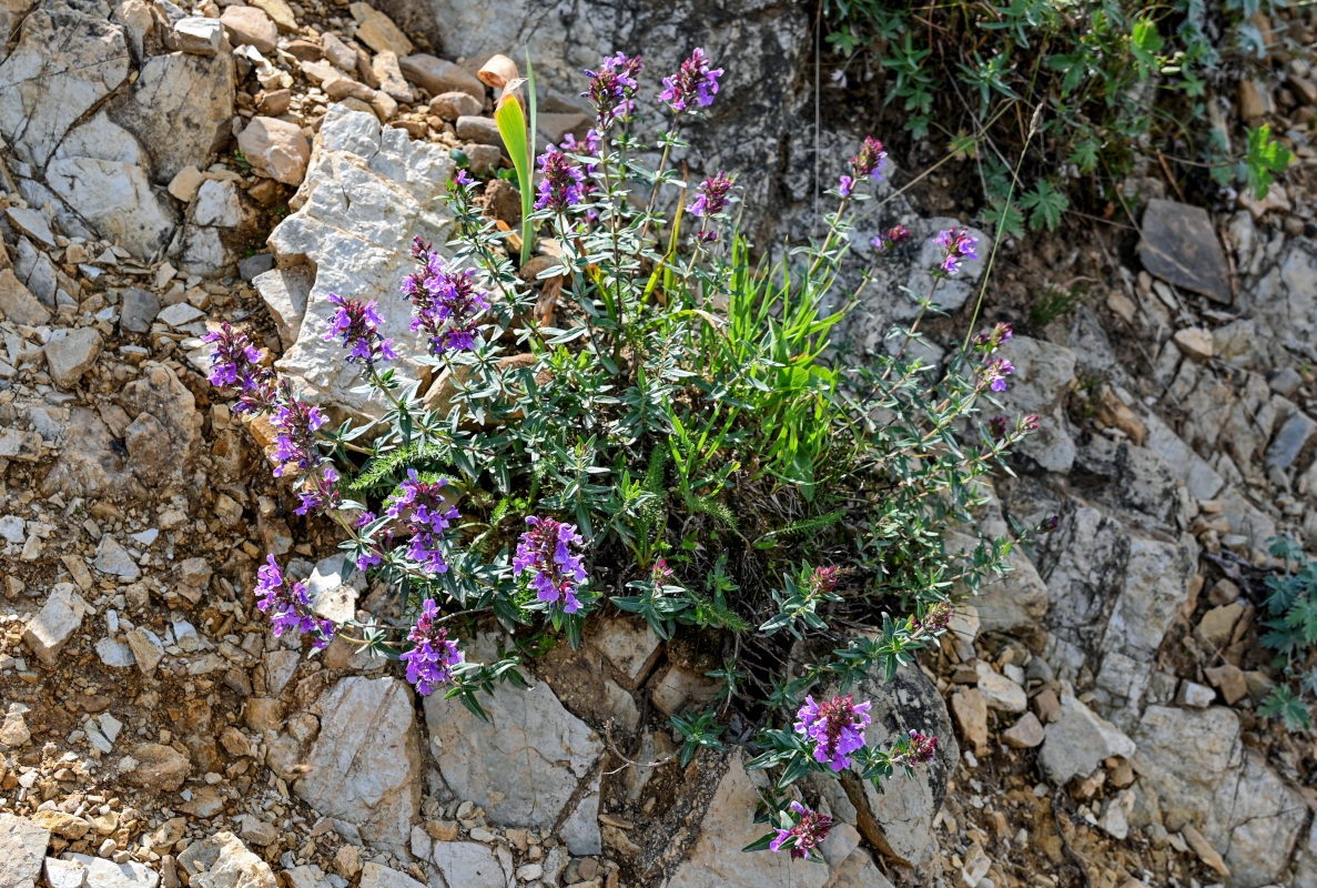 Изображение особи Dracocephalum integrifolium.