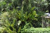 Asplenium nidus. Спороносящее растение на стволе дерева. Вьетнам, провинция Кханьхоа, окр. г. Нячанг, остров Орхидей (Hoa Lan), парк. 07.09.2023.