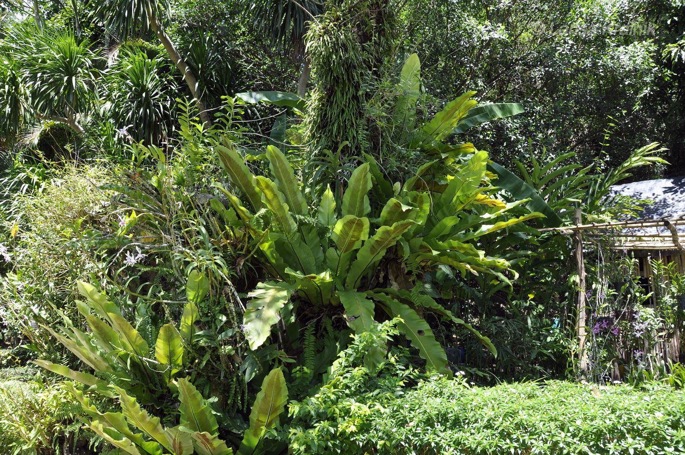 Image of Asplenium nidus specimen.