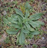 Plantago lanceolata. Вегетирующие растения. Абхазия, Гагрский р-н, с. Лдзаа, галечно-песчаный пляж. 11.04.2024.