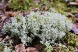 Cladonia arbuscula