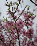 Смотреть изображение Persica vulgaris