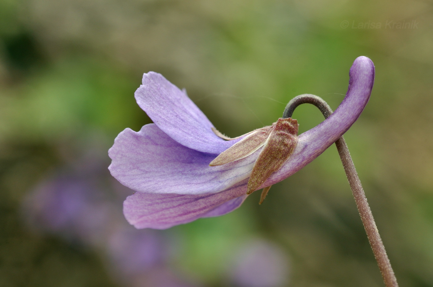 Изображение особи Viola variegata.