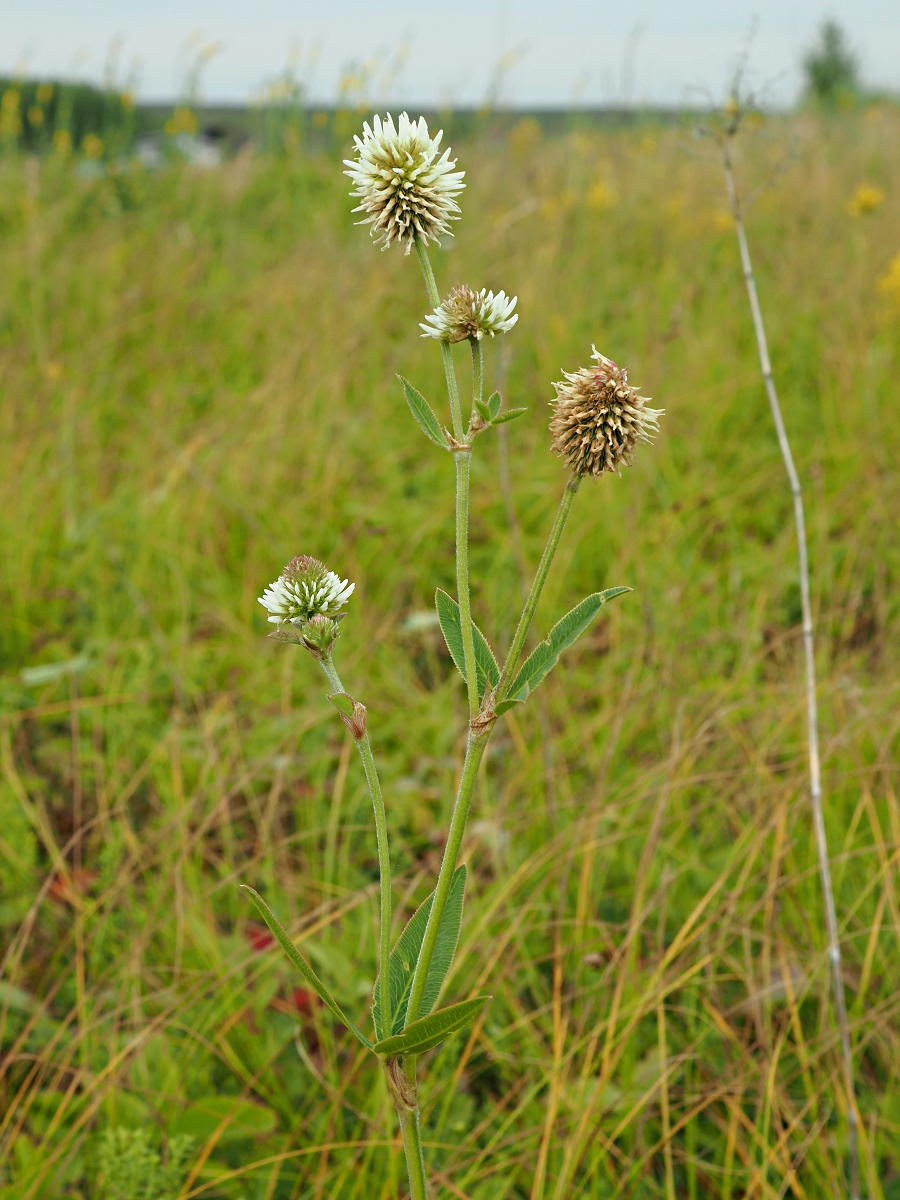 Изображение особи Trifolium montanum.