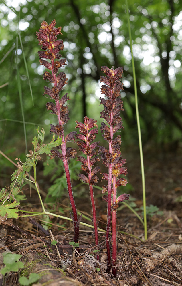 Изображение особи Orobanche laxissima.