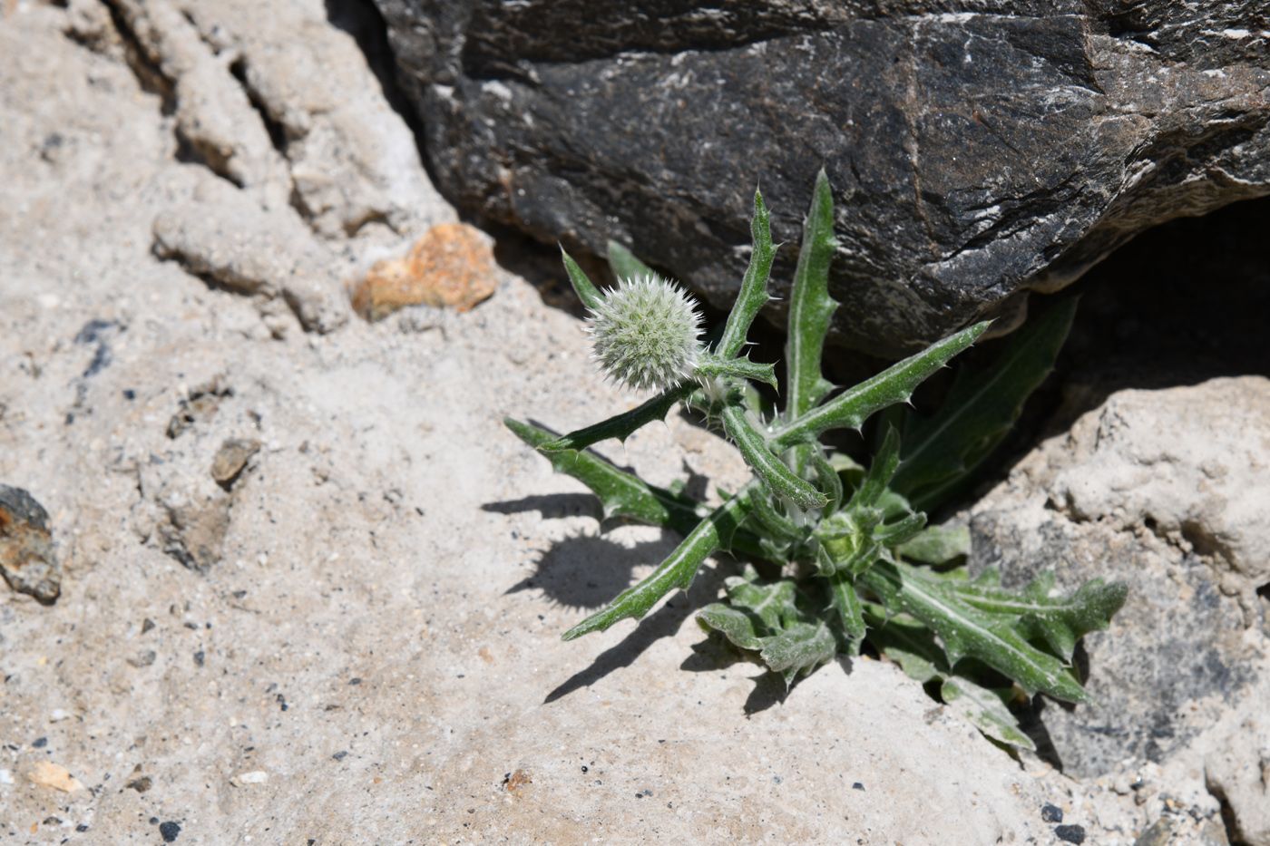 Изображение особи Echinops nanus.