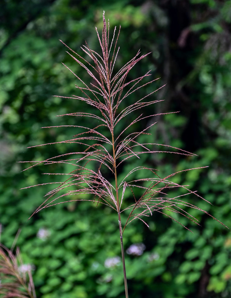 Изображение особи Miscanthus floridulus.