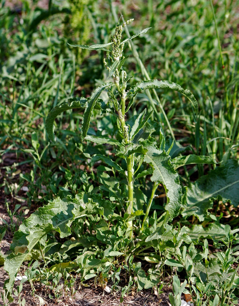 Image of Rumex crispus specimen.