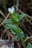 Cerastium holosteoides