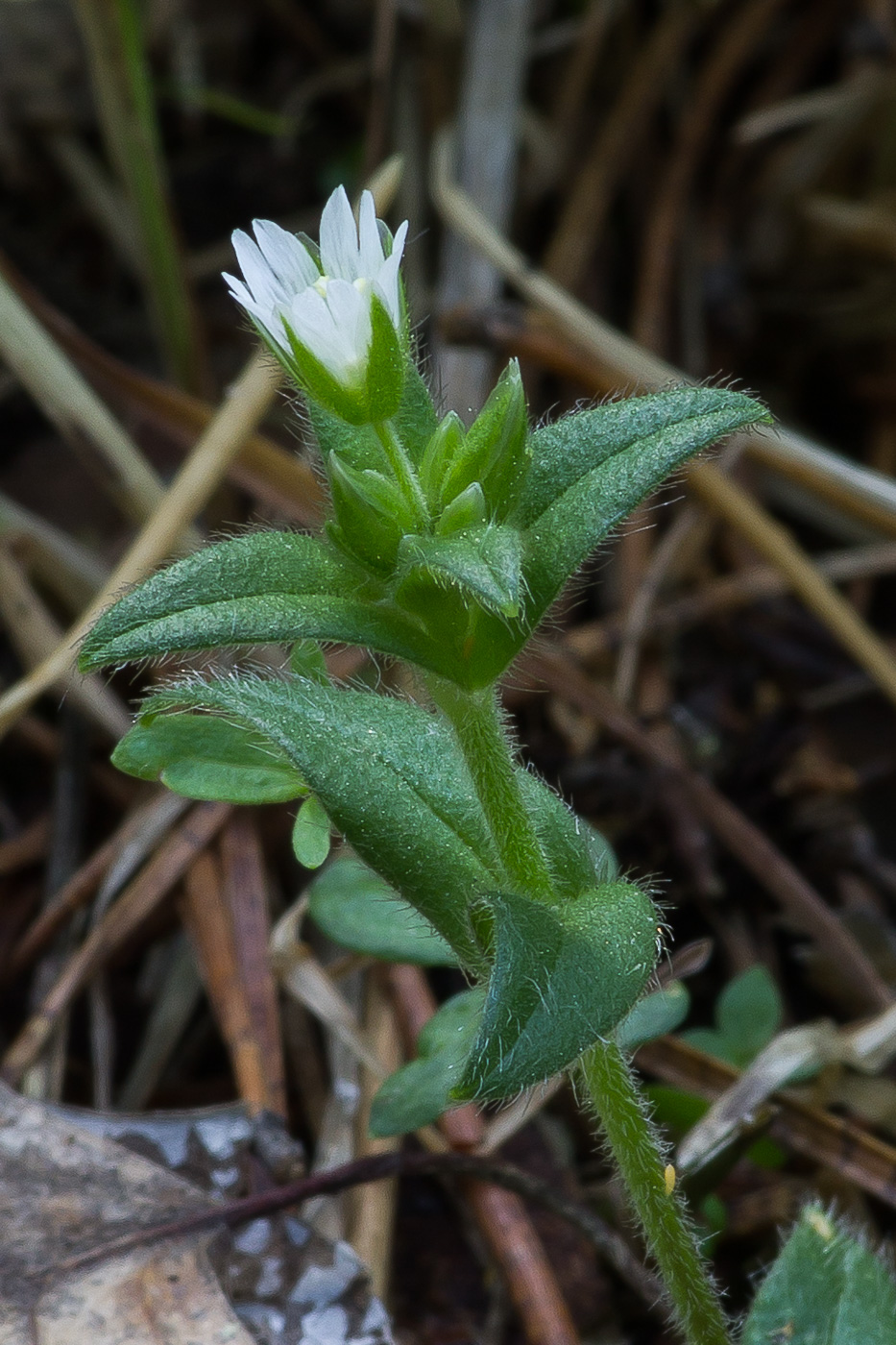 Изображение особи Cerastium holosteoides.