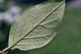 Cotoneaster lucidus