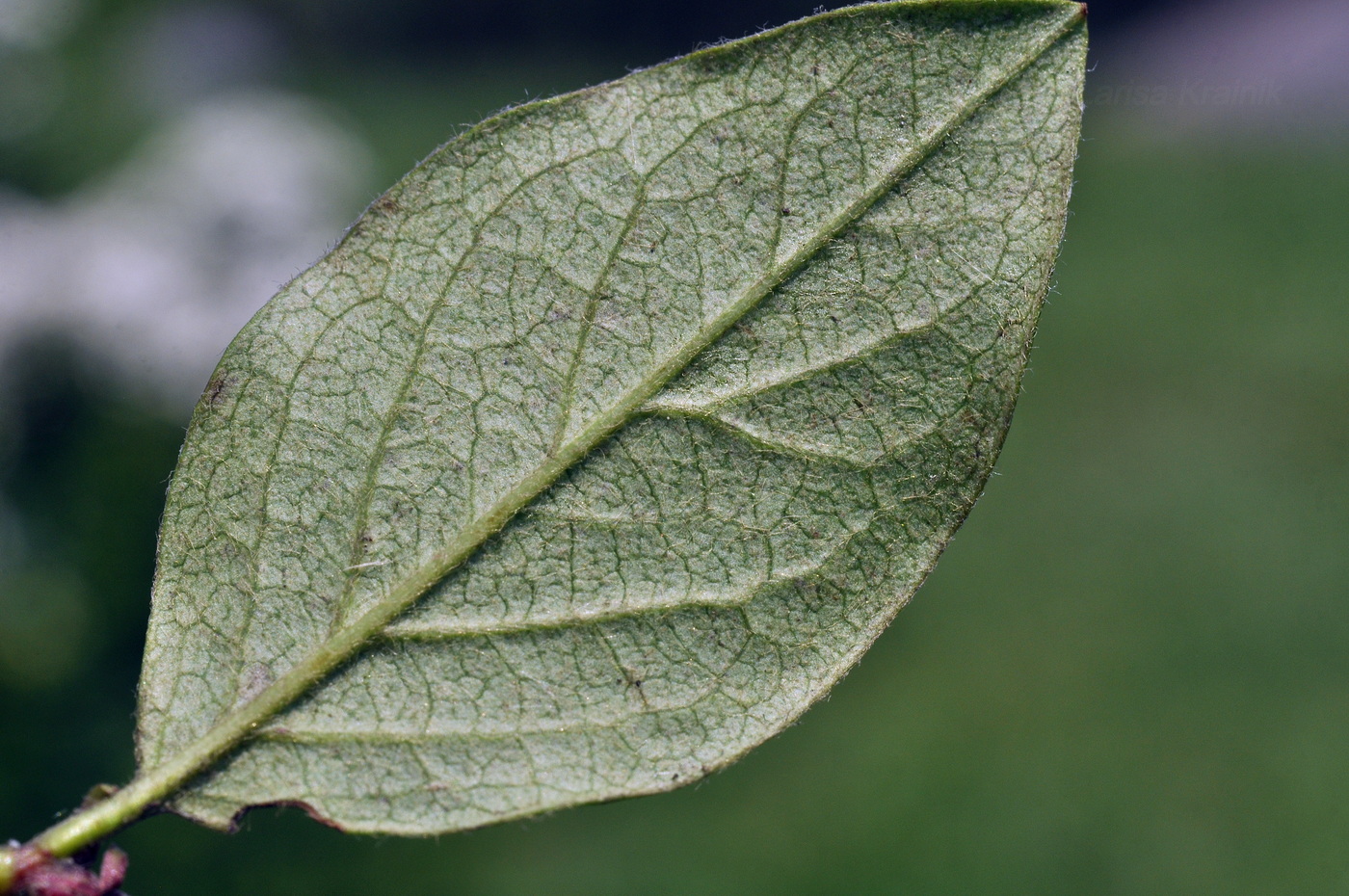 Image of Cotoneaster lucidus specimen.