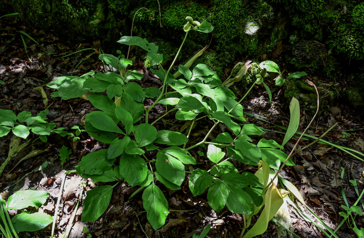 Изображение особи Paeonia caucasica.