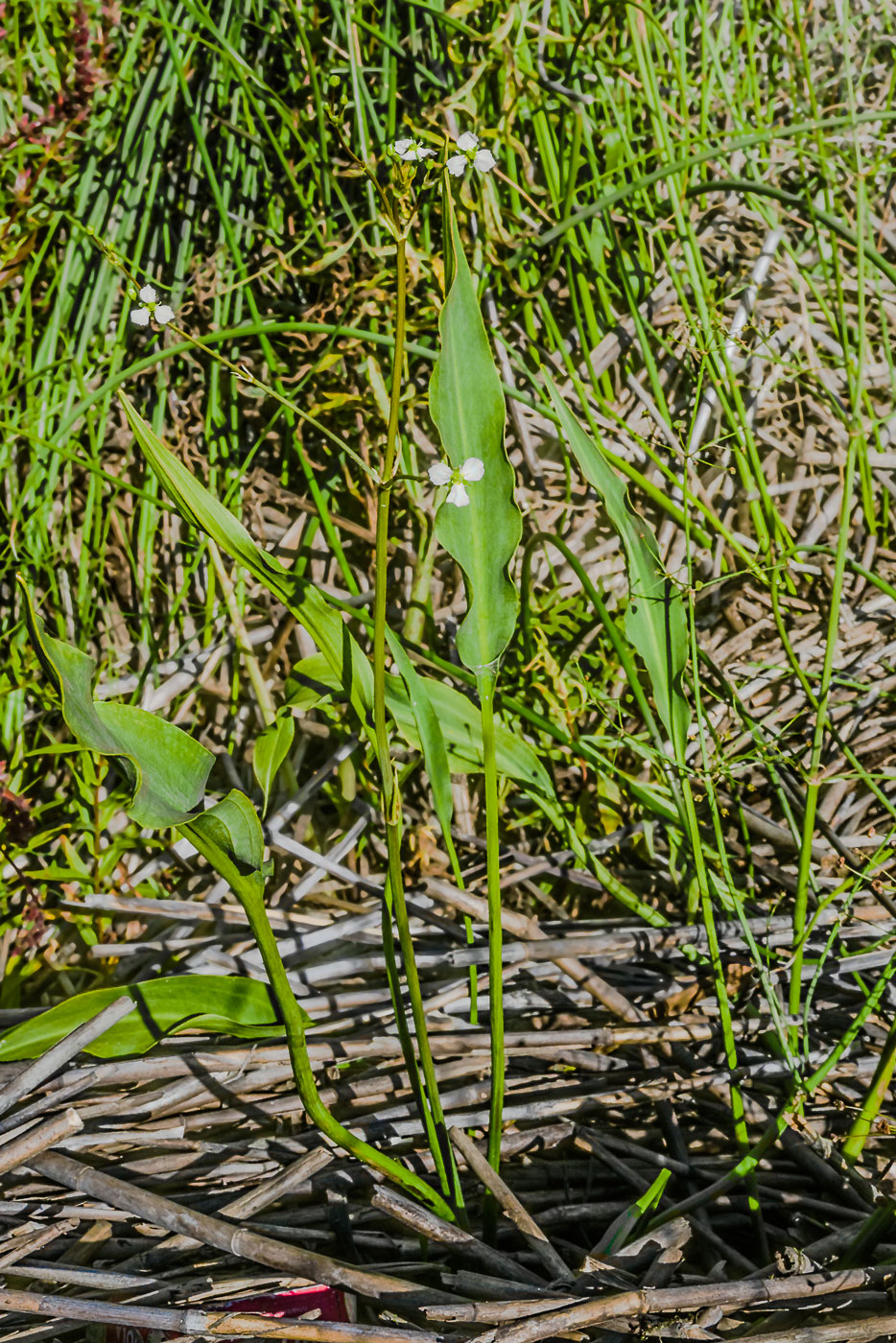 Image of Alisma juzepczukii specimen.