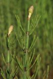 Equisetum fluviatile