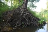 Alnus glutinosa. Корни и нижняя часть ствола (среди корней растёт Rorippa amphibia). Калужская обл., Ульяновский р-н, р. Вытебеть, 900 м к югу от деревни Горицы, левый берег. 29 августа 2024 г.