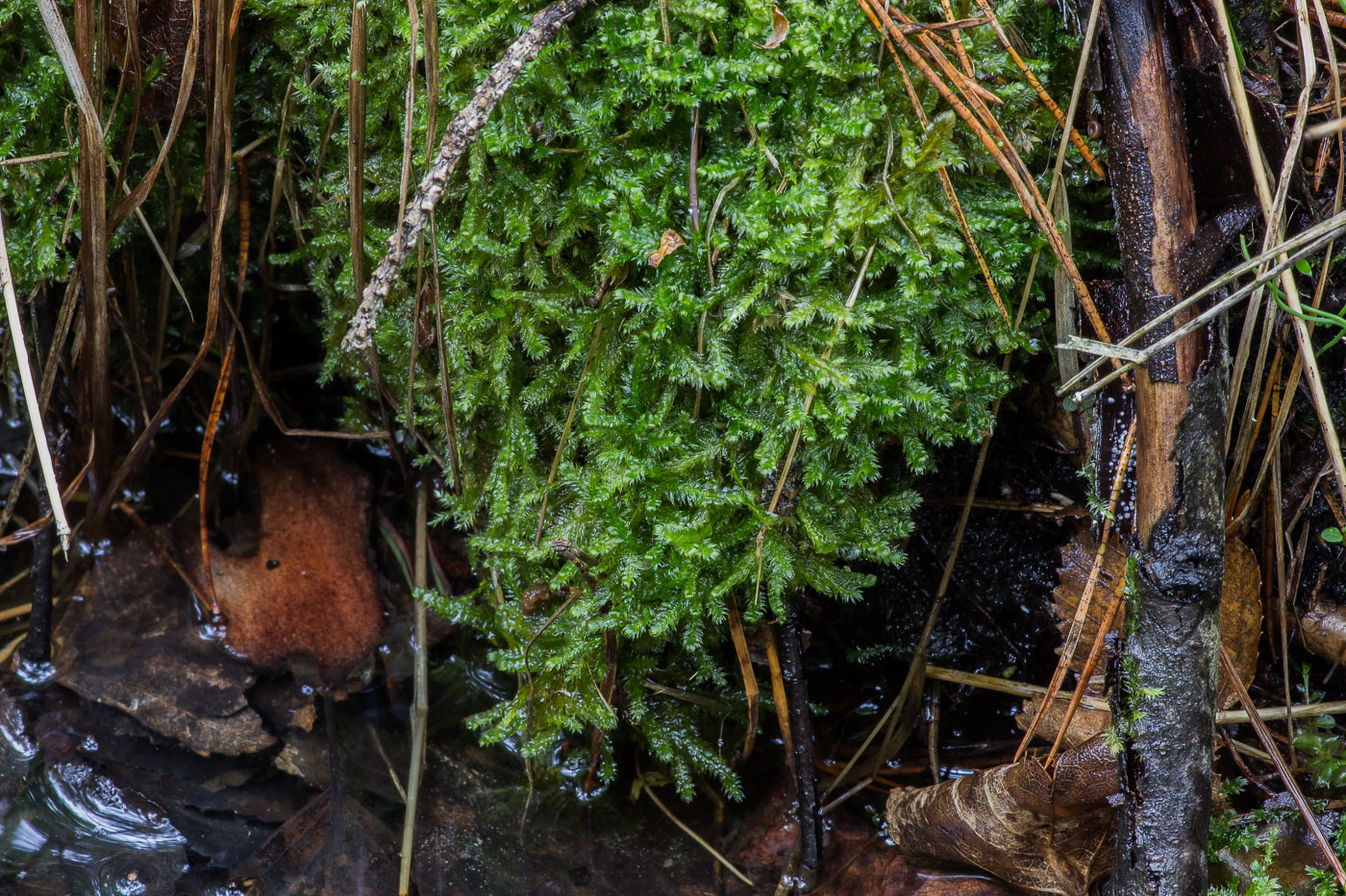 Image of Breidleria pratensis specimen.