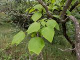 Catalpa bignonioides. Часть ветви. Крым, Южный Берег, долина р. Алака (Сотера), обочина грунтовой дороги. 26.05.2024.