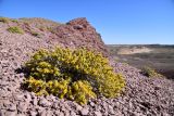 Arthrophytum longibracteatum. Плодоносящее растение. Казахстан, Алматинская обл., горы Богуты, кальдера палеовулкана Бетпак, вулканические пестроцветы. 10 октября 2024 г.