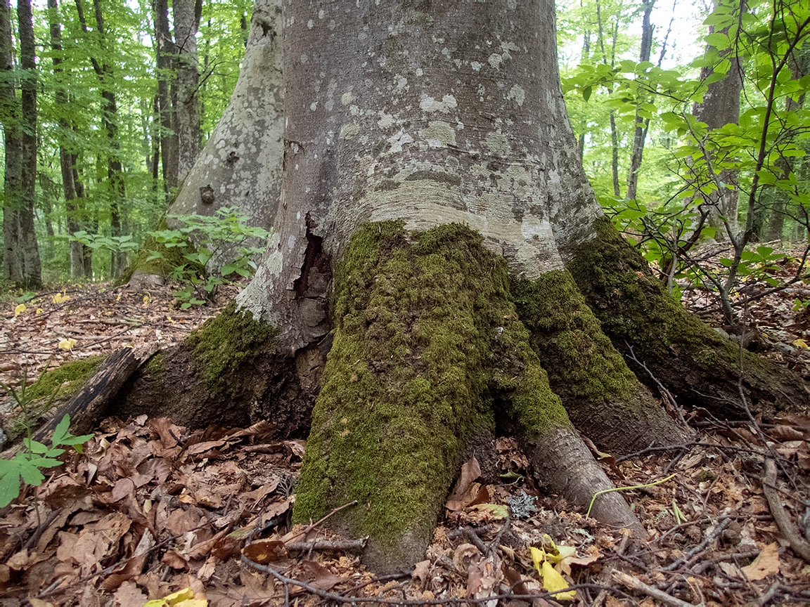 Изображение особи Fagus &times; taurica.