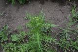 genus Cirsium. Растение с развивающимся соцветием. Чечня, Шаройский р-н, с. Хакмадой, ур. Мальчхиче, выс. 1550 м н.у.м., обочина дороги. 30 июня 2024 г.