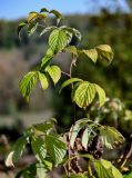 Rubus idaeus. Верхушка побега. Московская обл., Дмитровский гор. округ, дол. р. Волгуша, опушка смешанного леса. 31.08.2024.