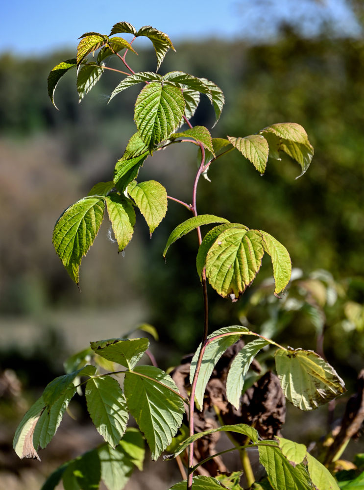 Изображение особи Rubus idaeus.