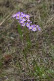 genus Primula. Верхушка цветущего растения. Якутия, окр. г. Якутск, сопка Чочур-Муран. 10.07.2023.