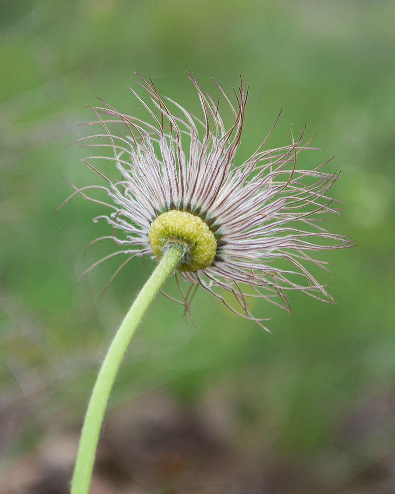 Image of Pulsatilla multifida specimen.