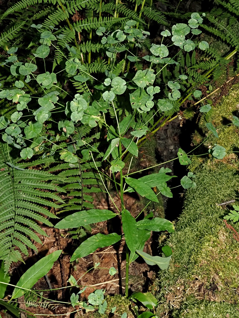 Image of genus Euphorbia specimen.