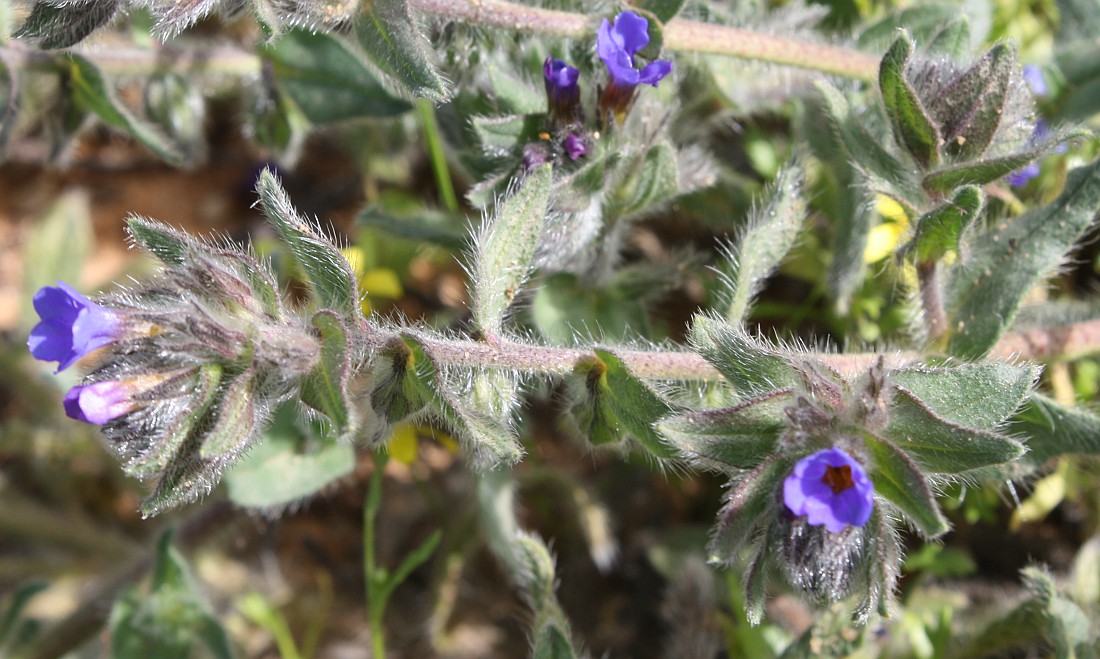 Image of Alkanna strigosa specimen.