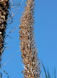 View full-size image Dasylirion graminifolium