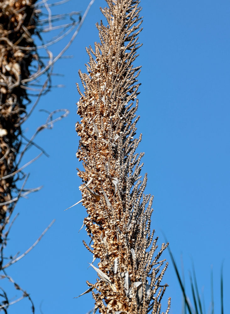 Изображение особи Dasylirion graminifolium.