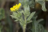 Смотреть изображение Potentilla recta