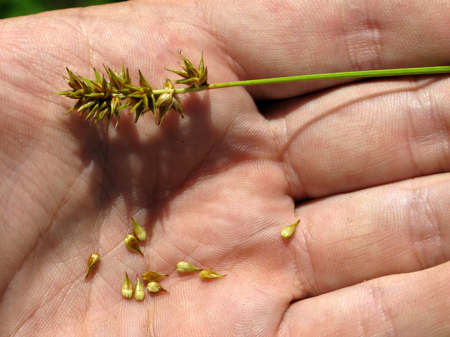 Image of Carex spicata specimen.