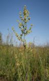 Смотреть изображение Rumex acetosella