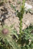 View full-size image Carduus onopordioides