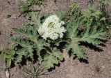 View full-size image Heracleum grandiflorum