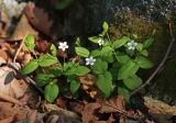 View full-size image Pseudostellaria davidii