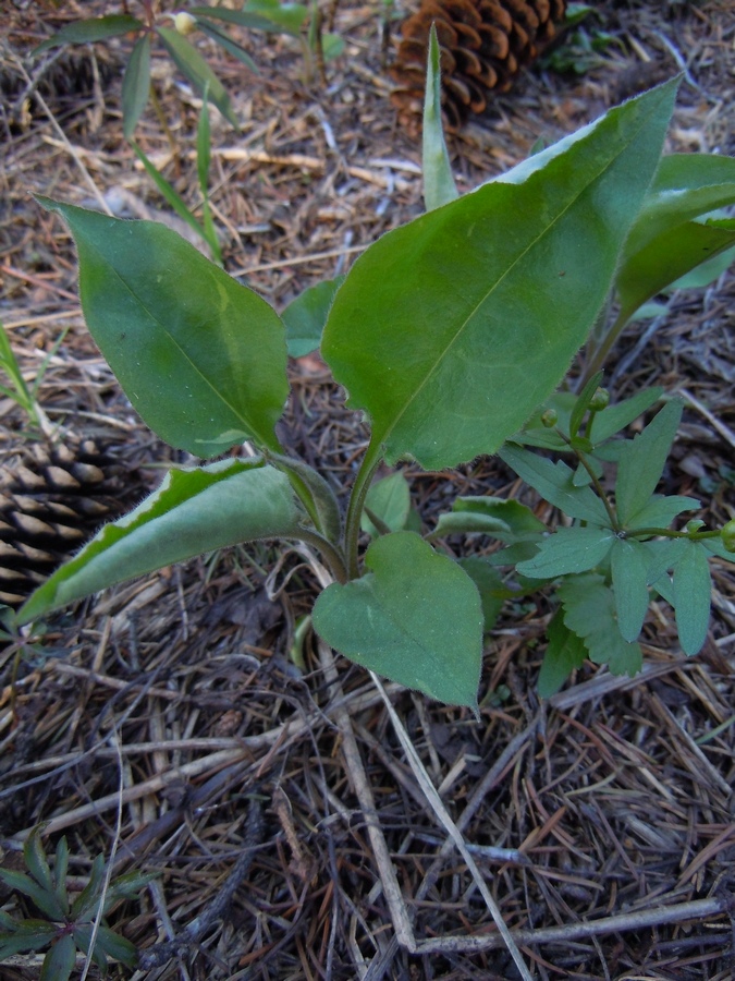 Image of Pulmonaria obscura specimen.