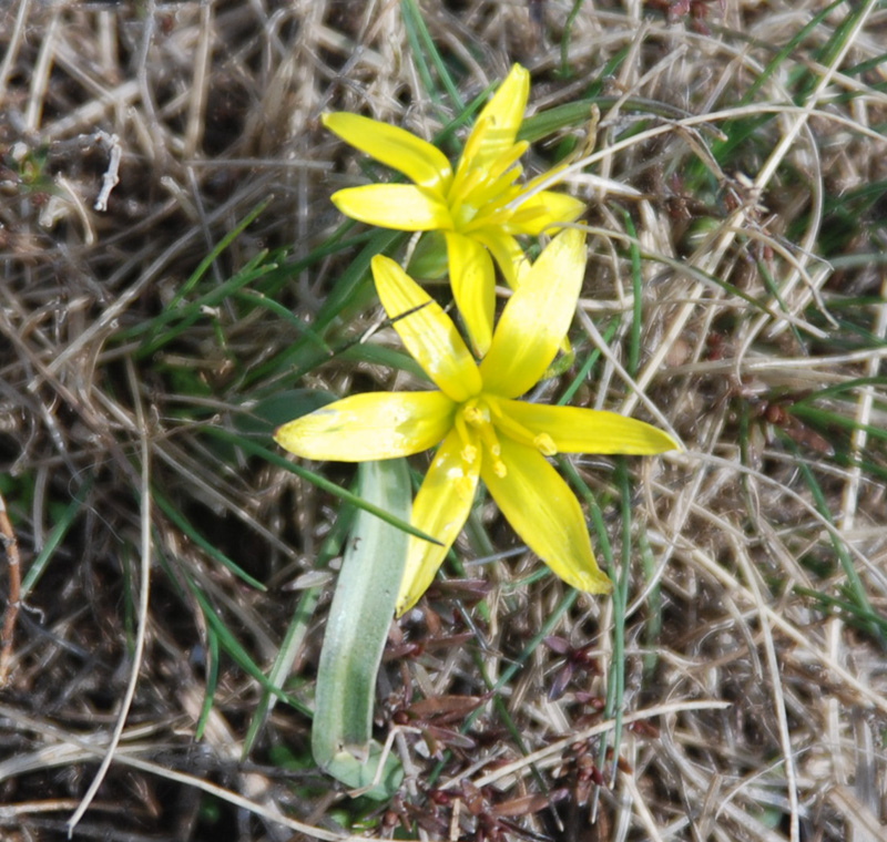 Image of genus Gagea specimen.