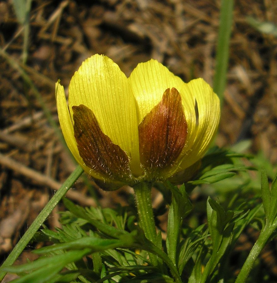 Image of Adonis volgensis specimen.