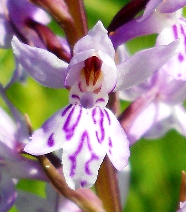 Image of Dactylorhiza fuchsii specimen.